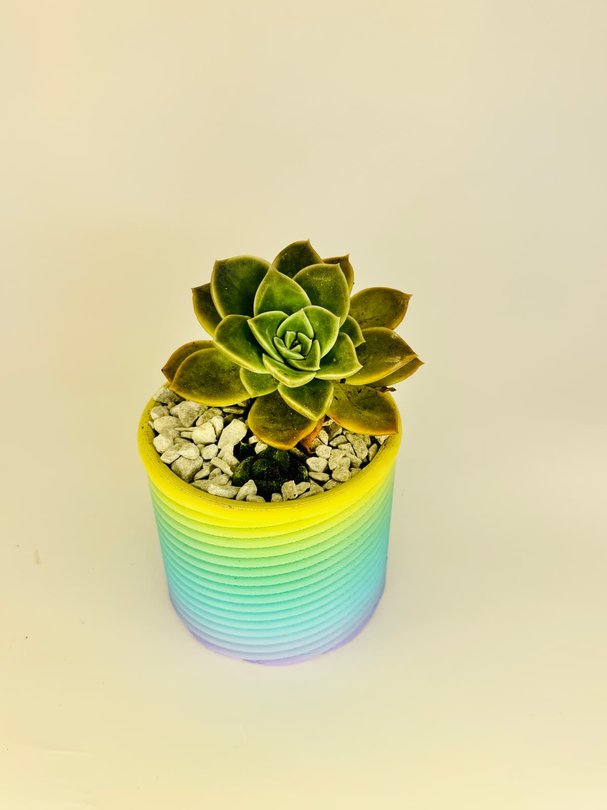 🪴 Spiral Pot – 3D Printable Planter