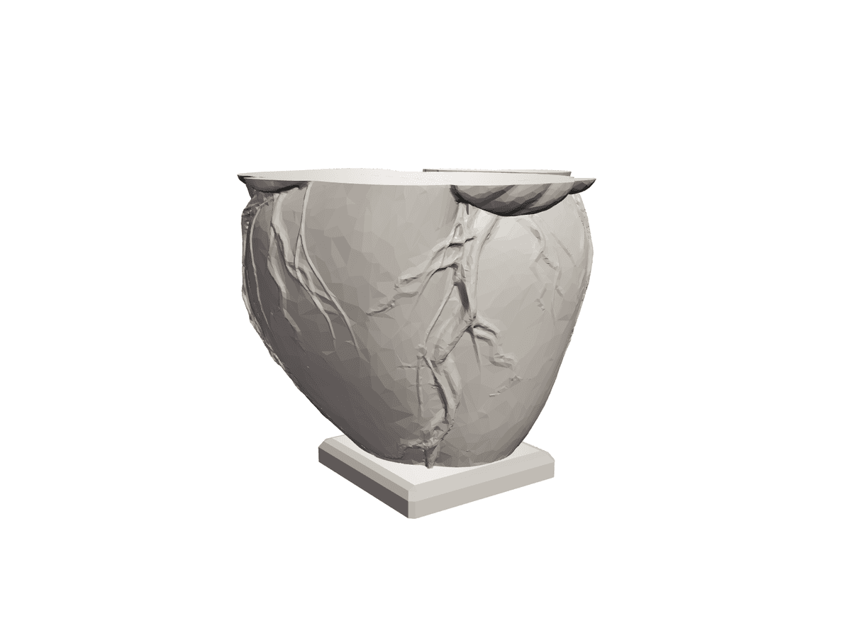 Anatomical Heart Vase Divided