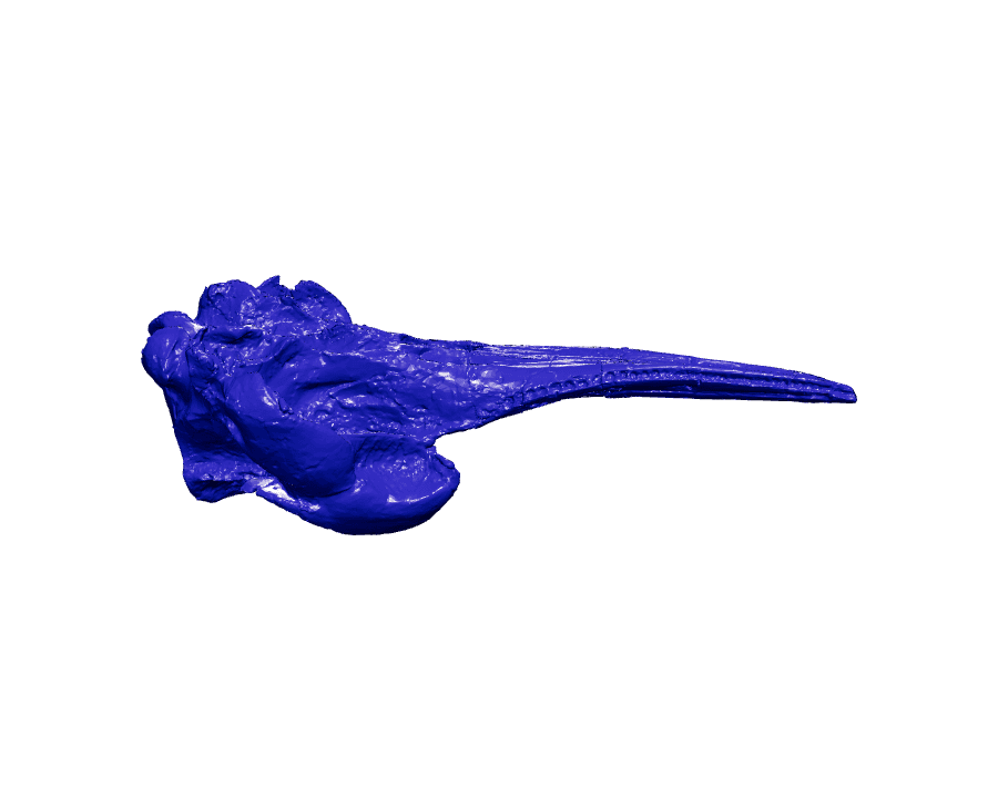 Fossil Dolphin Skull (Dilophodelphis)
