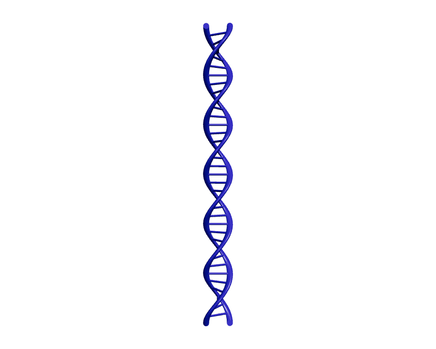 DNA Double Helix Model