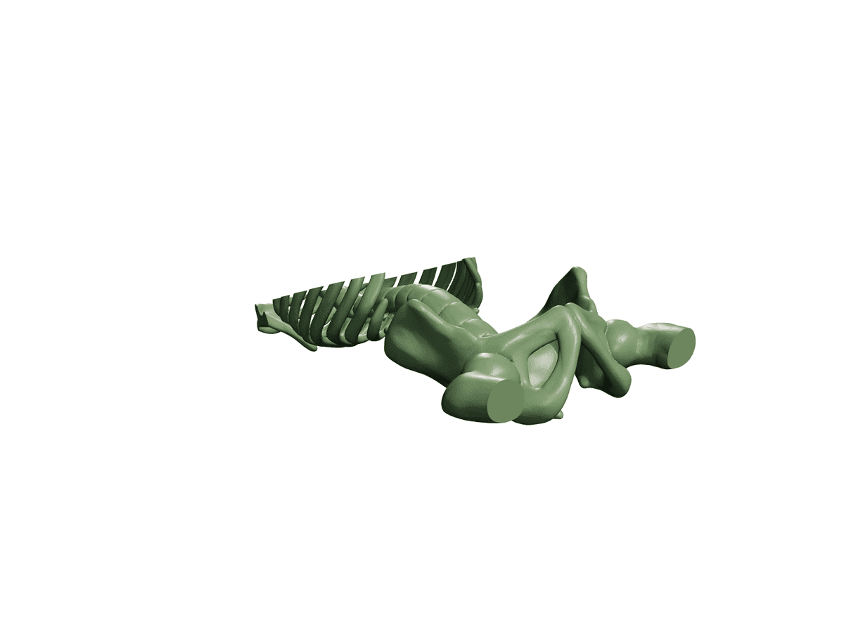 Full Skeleton